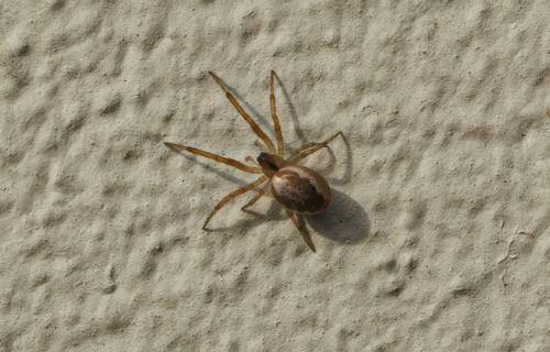 Zygiella x-notata